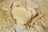 Fossil Crab (Potamon) Preserved in Travertine - Turkey #301584-2